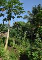Grande diversité de cultures dans les Jardins de l'Espoir, au Bénin.