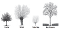 Formes arbres