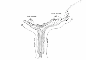 Flux sèves guyot.png