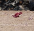 Poux rouges