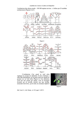 Fichier:Francis Hallé - Des données récentes sur les arbres.pdf