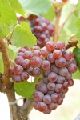 201 chardonnay-rose gp
