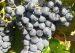 3176-21-11n-grenache-thumb-212x151.jpg