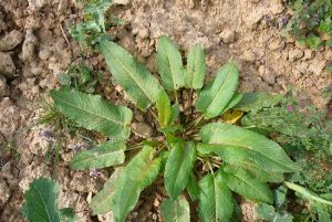 Image rumex feuilles obtuses.jpg