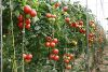 Image tomate.jpg