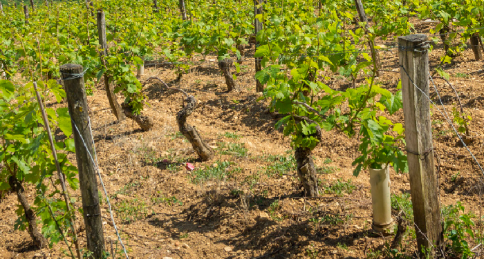 Plantation de vignes..png