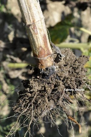 TRN ScleroCollet 2-sclérotes-min.jpg