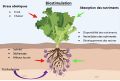 Les effets de la biostimulation