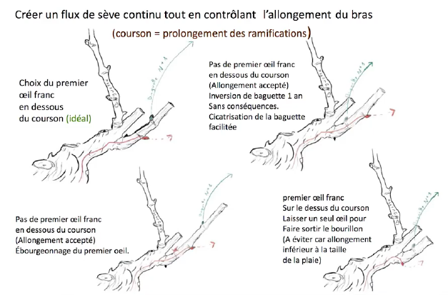 Taille douce guyot.png