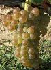 Roussanne fr 5.jpg