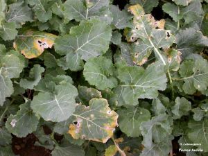 CZH Phoma 1-feuille-min.jpg