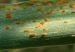 Maladies-Rouille feuille KWS.jpg