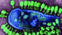 Bacteriophages.png