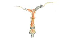Illustration Formation cl-vi-vigne.jpg