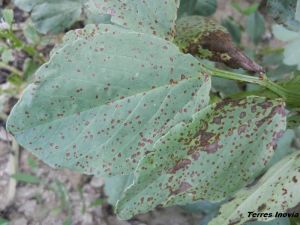 FV Botrytis 1-min.jpg