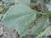 FV Botrytis 1-min.jpg