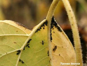 TRN PuceronNoir 1-feuille-min.jpg