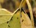 TRN PuceronNoir 1-feuille-min.jpg