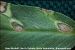 Maladies-Ascochytose feuille Bugwood.org .jpg