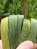 BTH Rouille-brune Evolution-sur-feuilles-de-blé-min.jpg