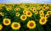 Image tournesol.jpg