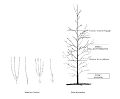 Schéma taille arbre