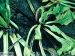 Maladies-Rhizoctone B bouquet folliaire Ephytia-INRAE.jpg