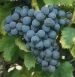 Grenache n grappe .jpg