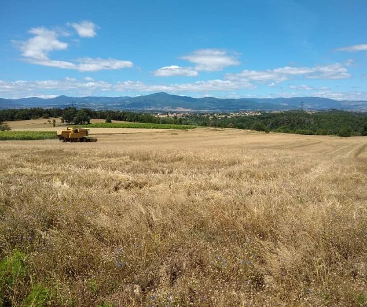 Fichier:Orge Brasserie des Sarments.jpg