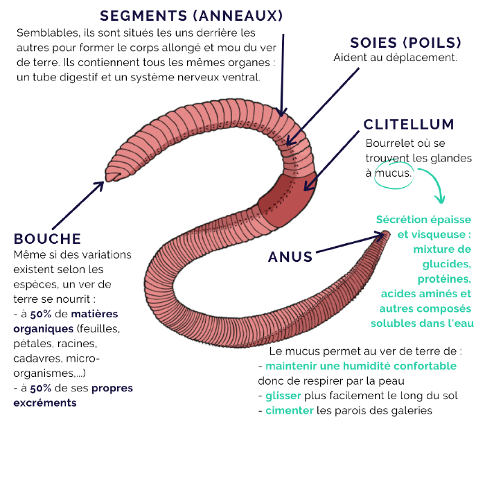 Ver de terre - Clitellum.png