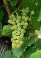 1260 fiano gp cr