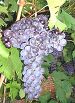 Vermentino noir fr www.chalmersnurseries.com.jpg