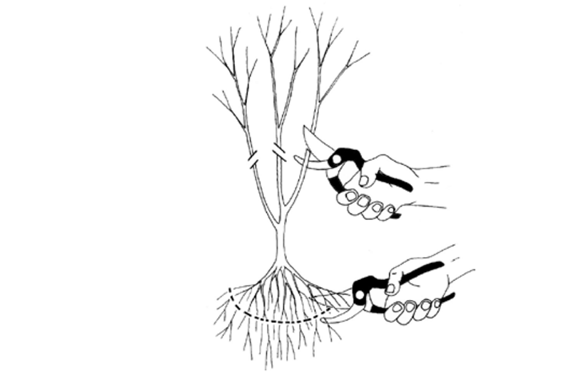 Fichier:P3.png