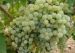 Grappes1d10-thumb-212x151.jpg