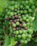 Maladie black-rot grappe Ephytia-INRAE-2.jpg