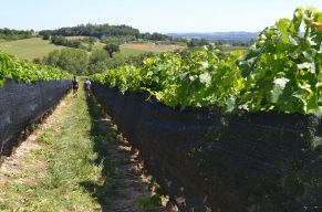 Rang de vigne avec un voile d'ombrage en polyéthylène