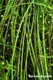 0615 verticilliose tiges.jpg