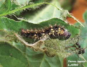 SO Vanesse 1-chenille-min.jpg