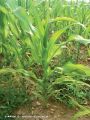 Sur plantes plus développées, décoloration internervaire blanche de la partie médiane de la plante