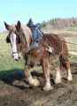 Traction animale
