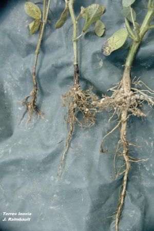 SO Rhizoctone 1-min.jpg