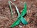 Maladie-Pythium Alchimia.jpg