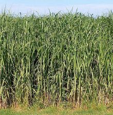 Image miscanthus.jpg