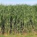 Image miscanthus.jpg