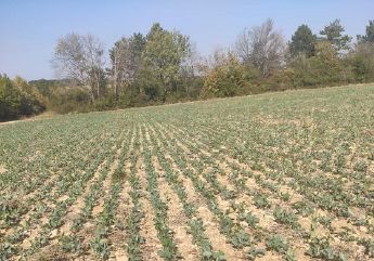 Couvert de colza, lin, sarrasin et tournesol