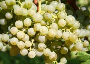 Cabernet-blanc-b-big-500x358.jpg