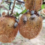 Dégâts de la punaise diabolique sur kiwi