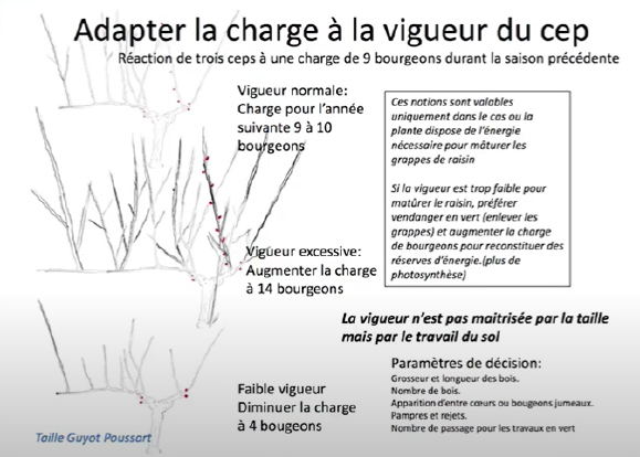 Vigueur cep Bourdarias.png