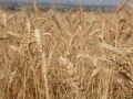 Vignette pour la version du 7 novembre 2019 à 15:36