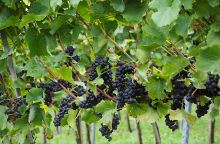 Illustration Formation el-vi-vigne.jpg
